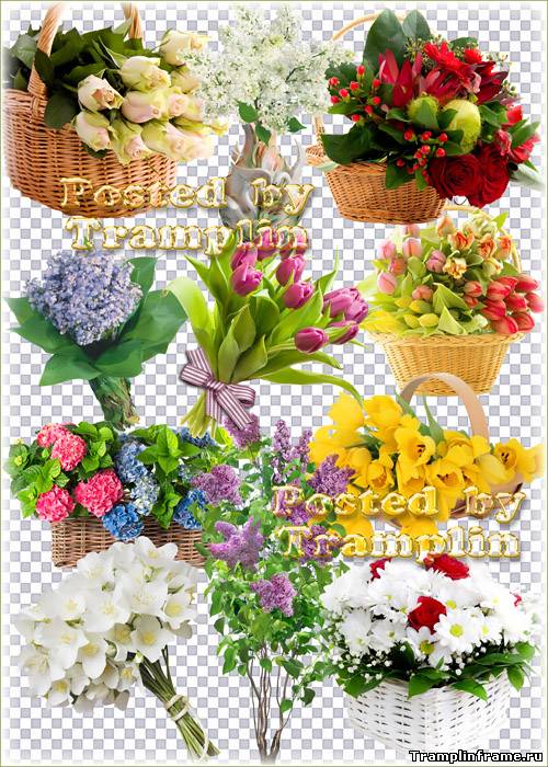 Букеты цветов – Розы, тюльпаны, хризантемы, сирень - Клипарт на прозрачном  фоне - Png, Psd клипарт - прозрачный фон - Все для Фотошоп - Рамки для фото  бесплатно